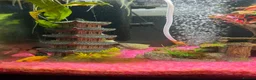 Mollies fish for sale: Mollies - Adults, Juvenile and Fry in Leeds - Advert 1