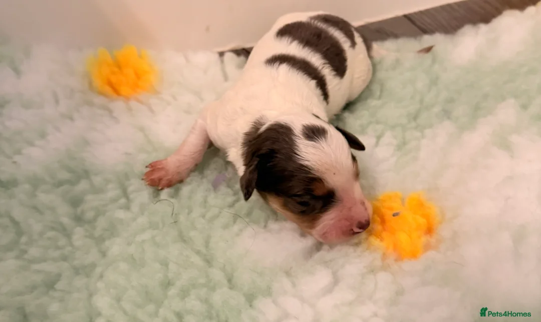 Australian Labradoodle dogs for sale: Australian double doodle puppies  in Kettering - Advert 33