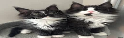 Maine Coon cats for sale: AMAZING TICA MAINE COON KITTENS  - Advert 11