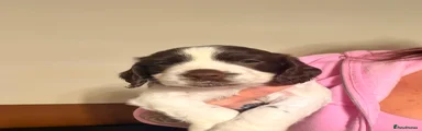 White-She