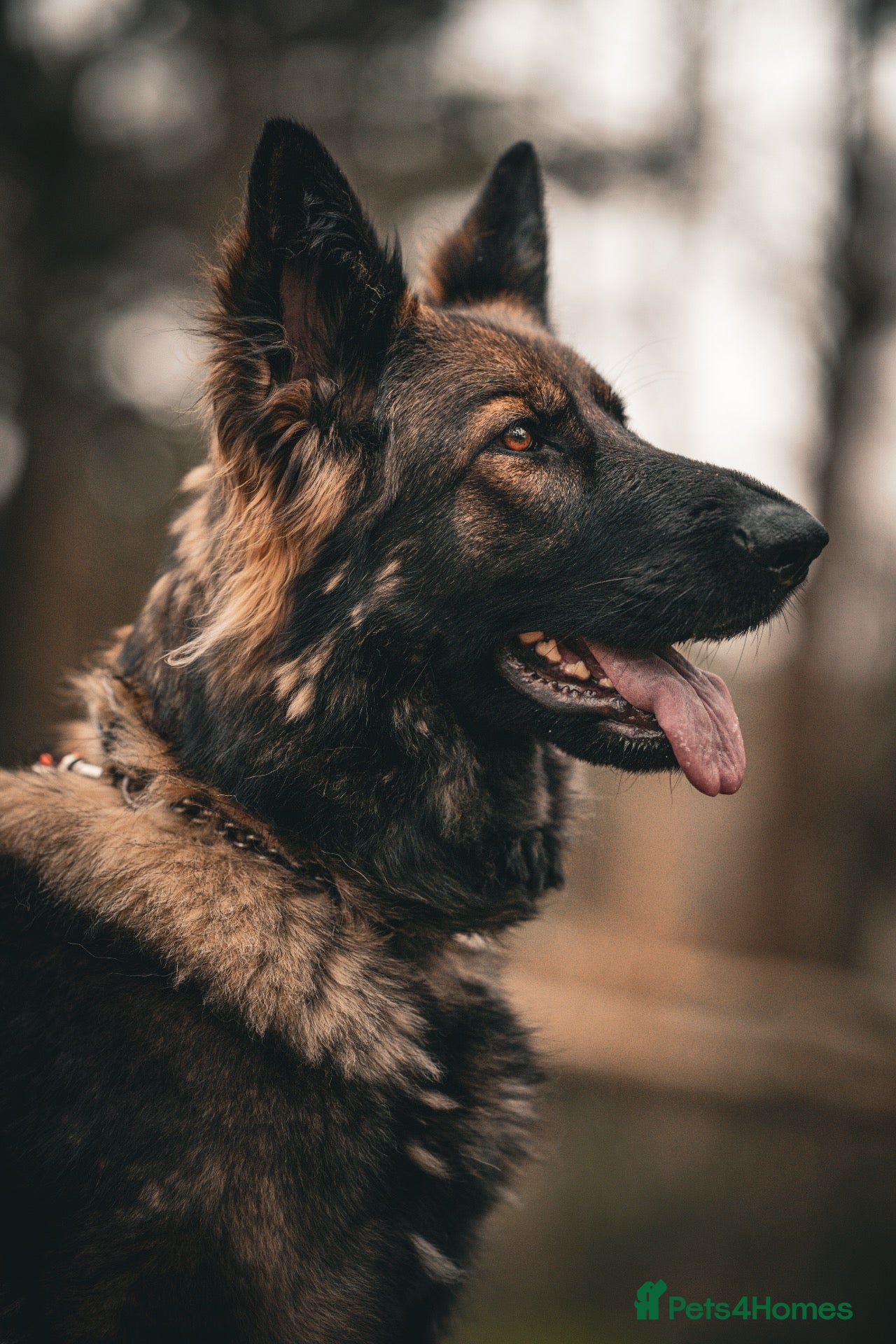 German Shepherd dogs German Shepherds 5 Star Breeder  - Advert 1