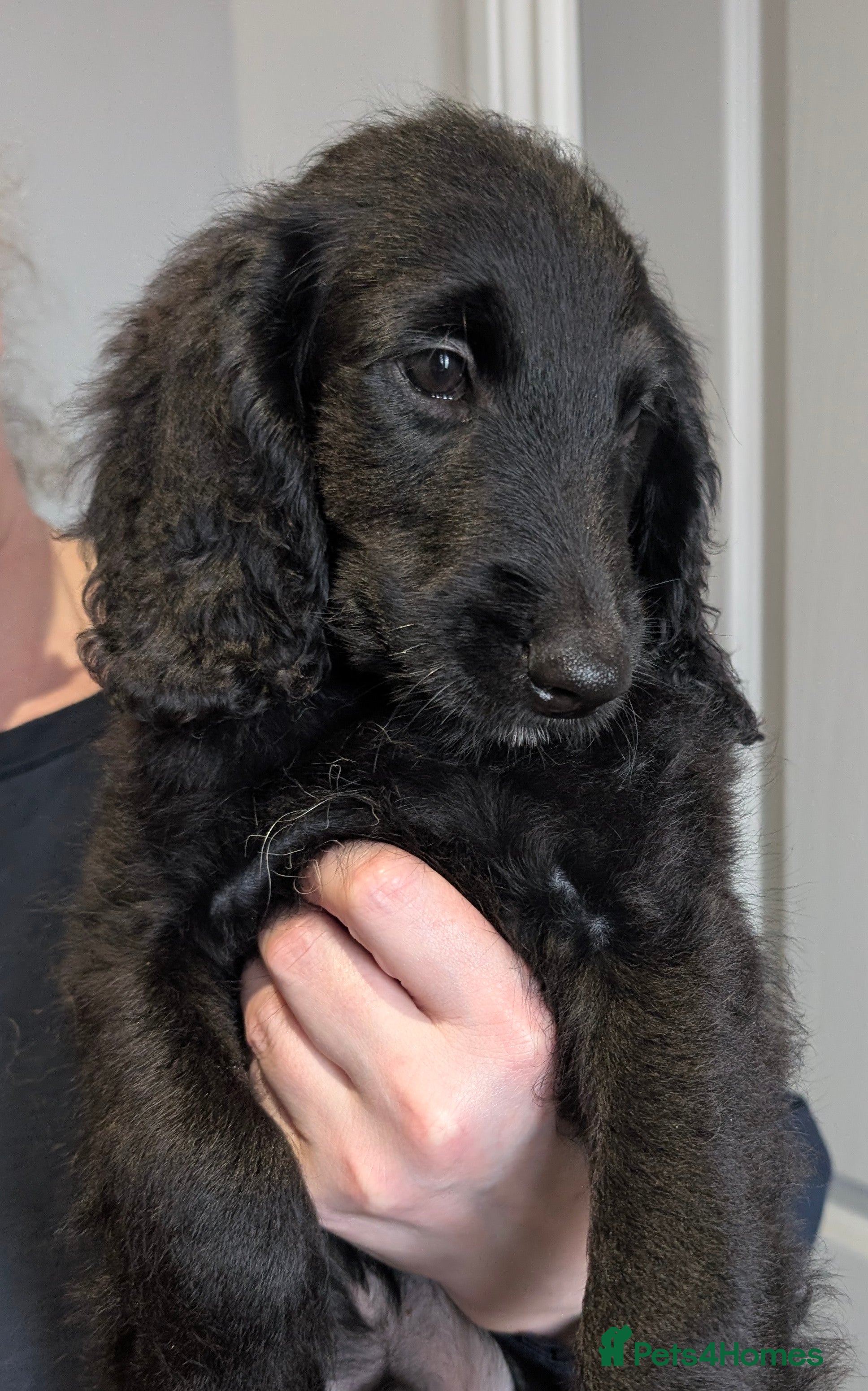 Labradoodle dogs Miniature Labradoodles -Merle, Phantom, Black, Red - Advert 2