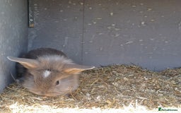 Lionhead rabbits for sale: Double main  lionhead bunnies  - Image 10
