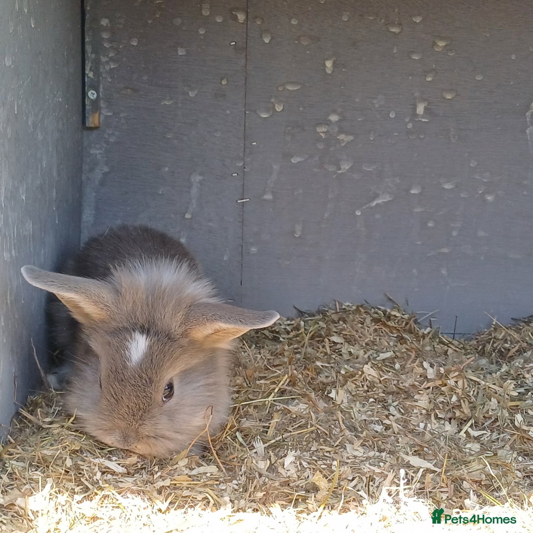 Lionhead rabbits for sale: Double main  lionhead bunnies  - Image 10