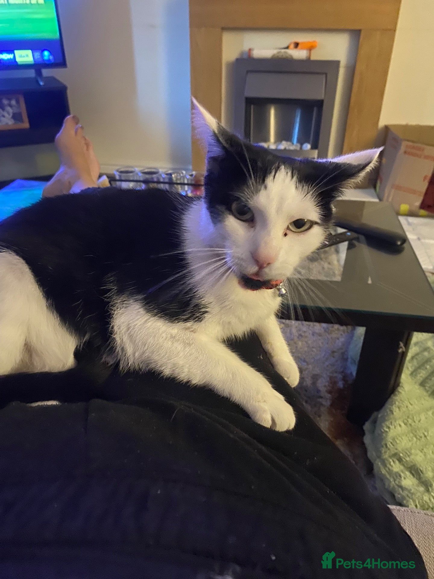 Mixed Breed cats for sale: 2 kittens out of a litter of 4 available  - Advert 1