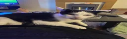 Mixed Breed cats for sale: 2 kittens out of a litter of 4 available  in Weston-super-Mare - Advert 1