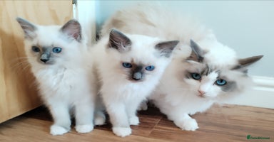 Ragdoll cats - Advert 4