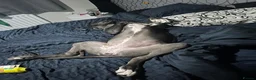 Great Dane dogs for sale: Beautiful Great Dane  - Advert 4