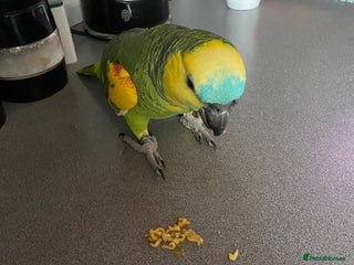 Parrots birds Amazing parrot - Advert 1