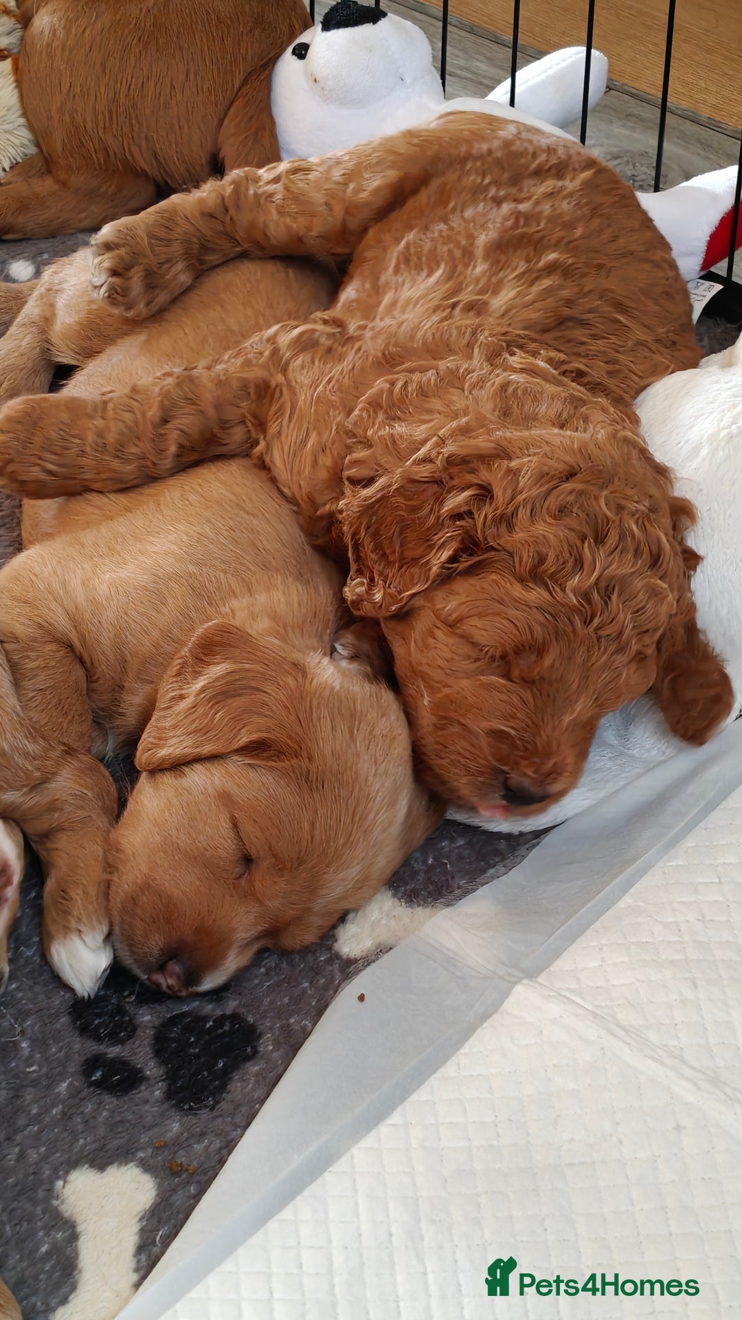 Mixed Breed dogs for sale: ✨Health Tested Australian Labradoodles ✨ - Image 9