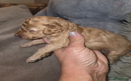 Toy Poodle dogs for sale: Beautiful Toy Poodle puppies - Image 11