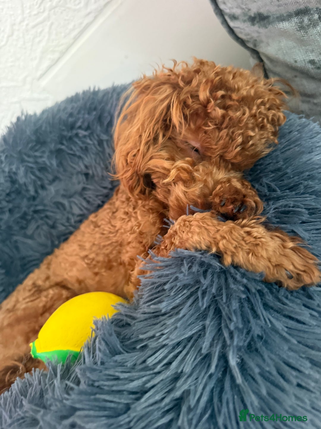 Toy Poodle dogs for sale: Miniature Toy Poodle – Meet Sprout! - Image 3
