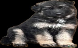 German Shepherd dogs for sale: Beautiful German Shepherd Puppies  - Image 13
