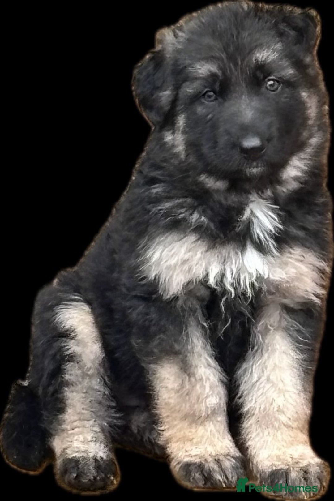 German Shepherd dogs for sale: Beautiful German Shepherd Puppies  - Image 13