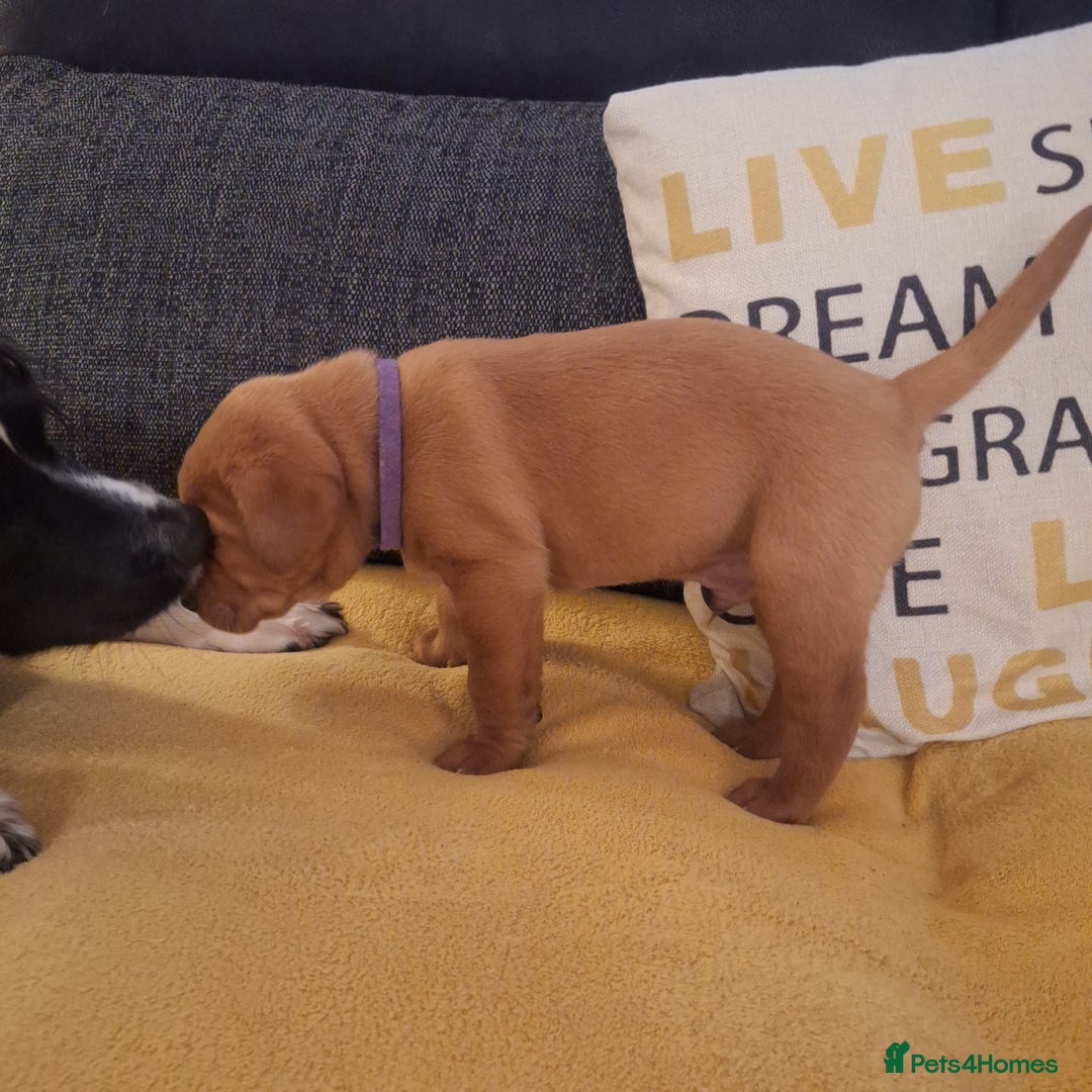 Labrador Retriever dogs for sale: Fox Red Labrador pups - Advert 5