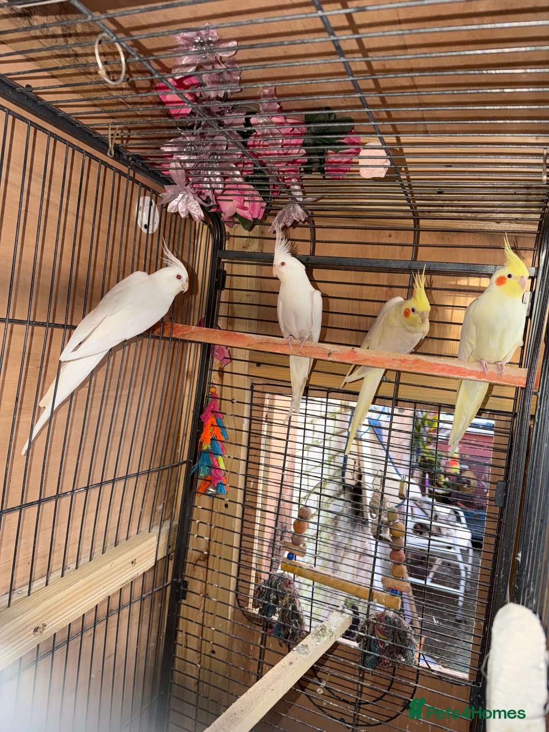 Cockatiels birds for sale: Pair cockatiel - Advert 2