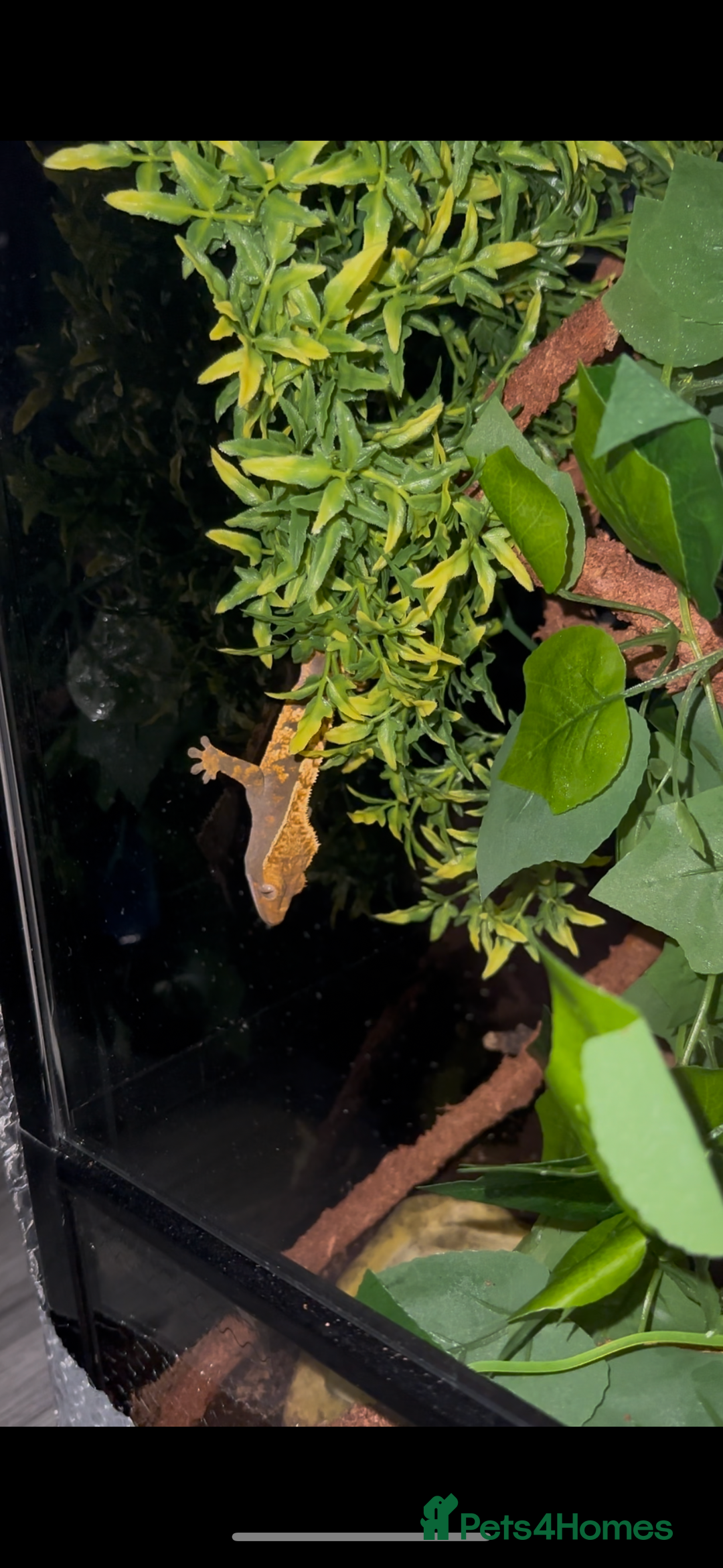 Gecko reptiles for sale: Crested gecko - Advert 1