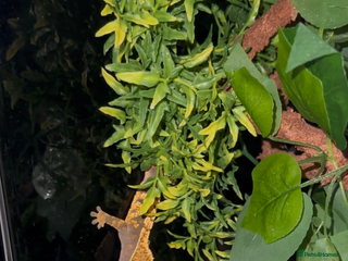 Gecko reptiles Crested gecko - Advert 1