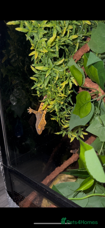 Gecko reptiles Crested gecko - Advert 1