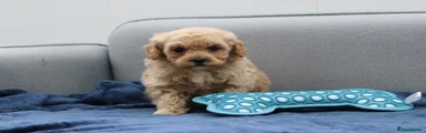 Cavapoochon Puppy 4