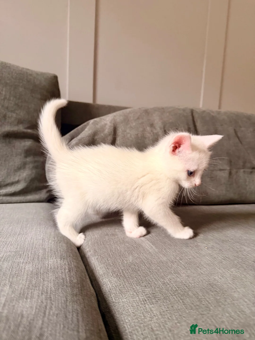 Mixed Breed cats for sale: 3 Beautiful Kittens Looking for Loving Homes  - Advert 2