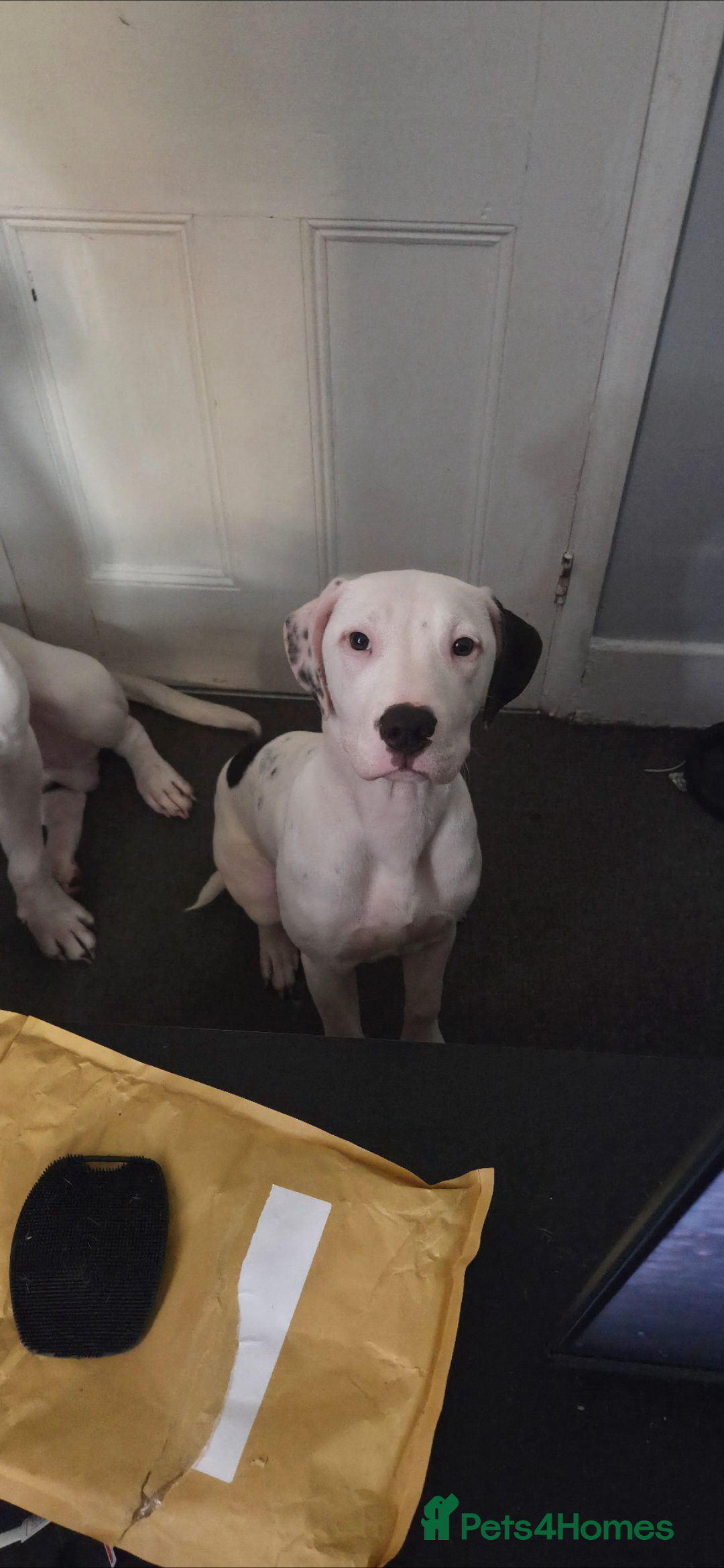 Mixed Breed dogs for sale: 1 girl puppy  - Advert 3