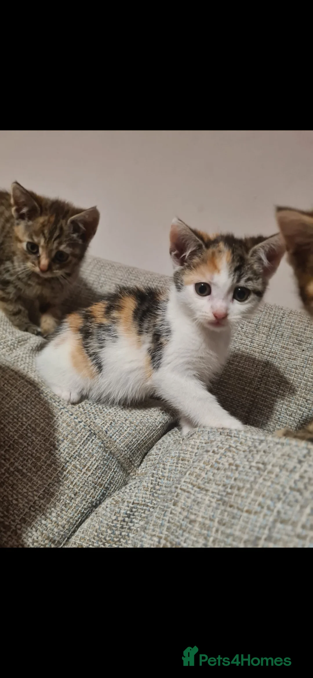 Mixed Breed cats for sale: 10 week old kittens (ready by 5th march) - Advert 17
