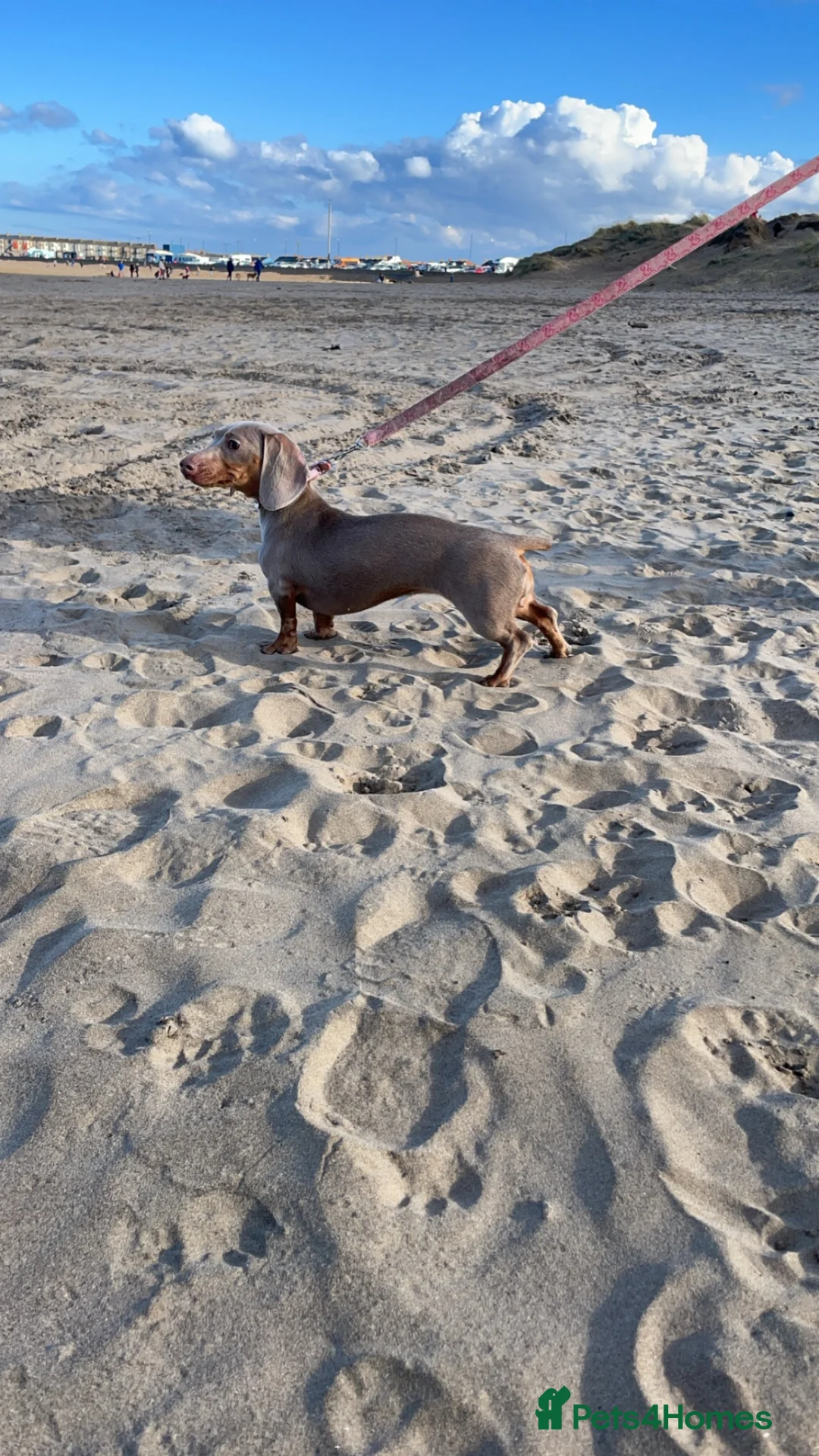 Dachshund dogs for sale: Isabella tan sausage  - Advert 2