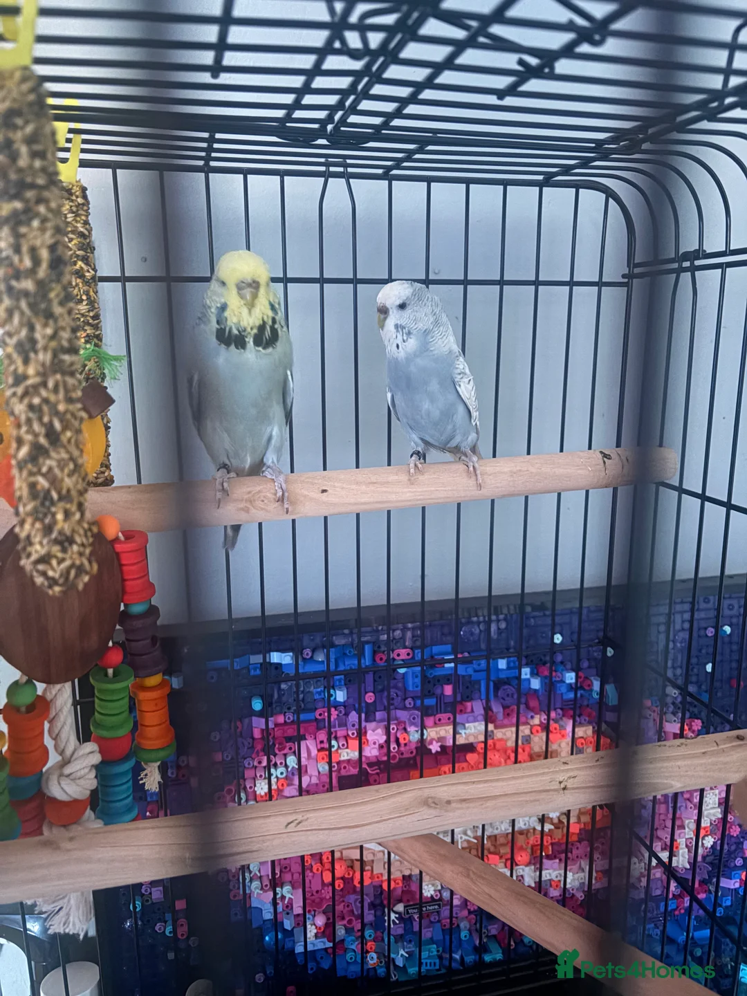 Budgerigars birds for sale: 2x female 16 week old budgies  - Advert 2