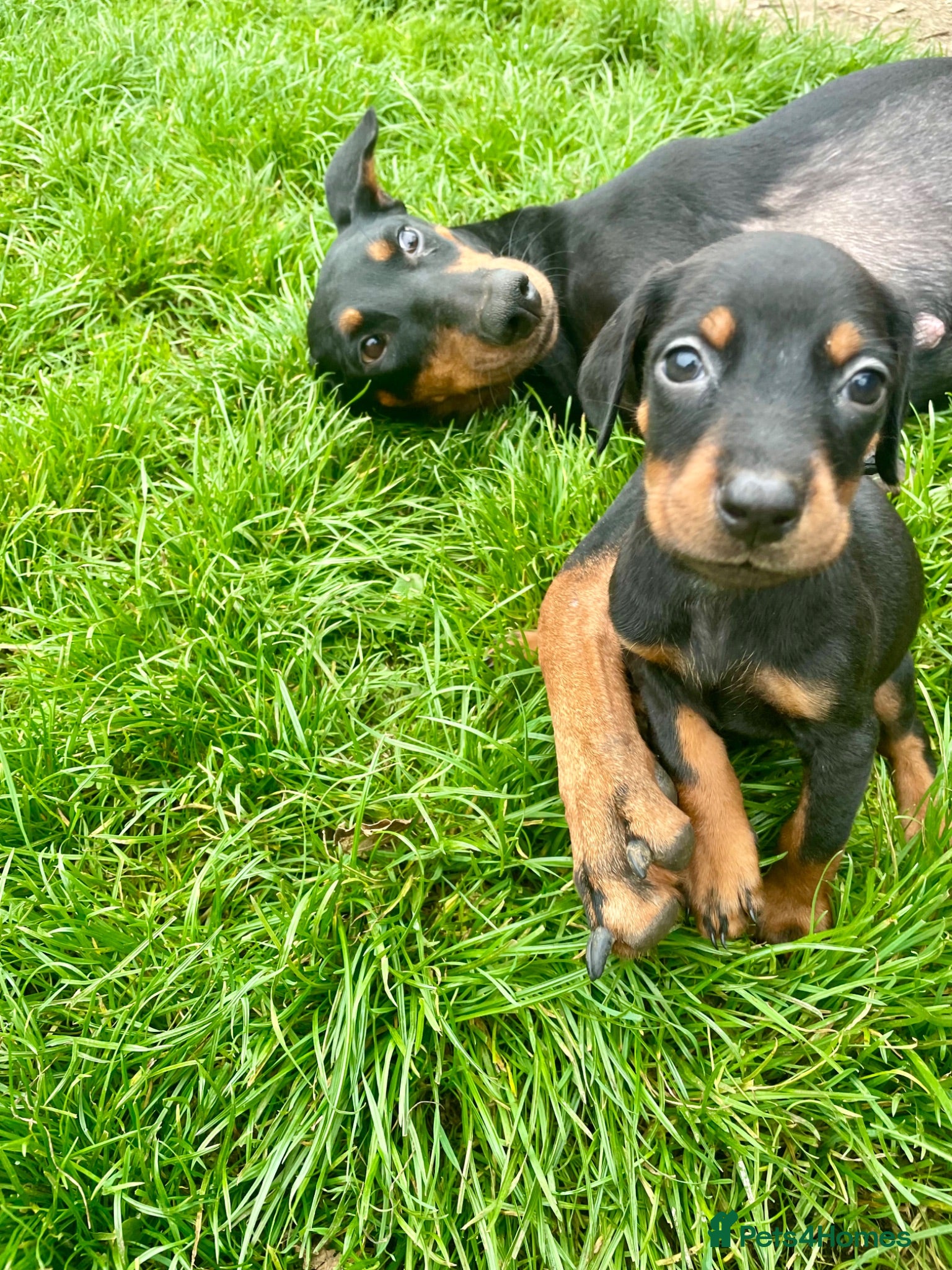 Dobermann dogs Doberman puppies 3 available!! - Advert 8
