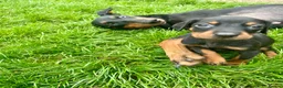 Dobermann dogs for sale: European Doberman puppies 3 available!! - Advert 1