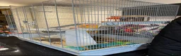 Hamster rodents for sale: Bluey the Hamster  in Wrexham - Advert 3