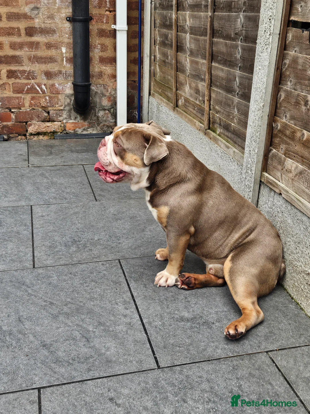 English Bulldog dogs for stud: Prince of all Storms  in Birmingham - Advert 5