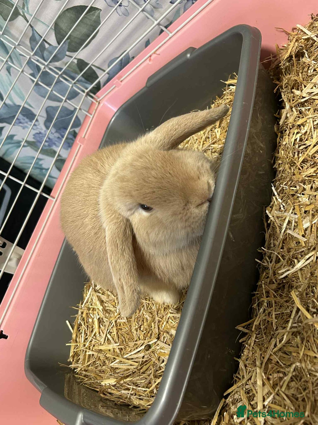Mini Lion Lop rabbits for sale: Male and female mini lop - Advert 6