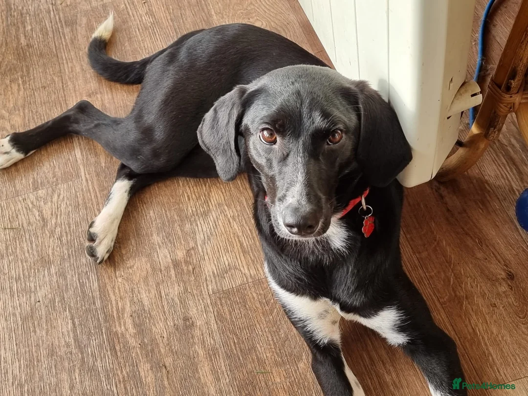 Mixed Breed dogs for adoption: NORA FOR ADOPTION IN CORNWALL/DEVON - Advert 12