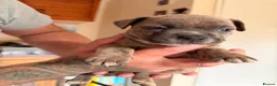 Mixed Breed dogs for sale: Frenchie x staff puppies  in Alfreton - Advert 10