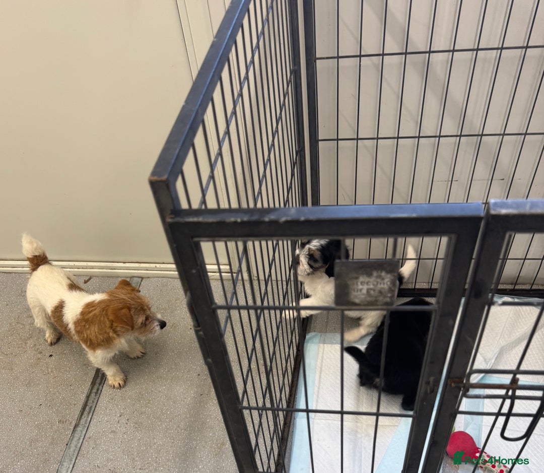 Jack Russell dogs for sale: Jack Russell  x Shitzu puppies  - Advert 9