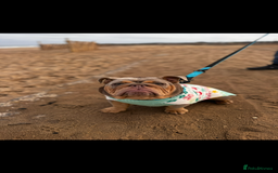 English Bulldog dogs for sale: English bulldog  - Image 4