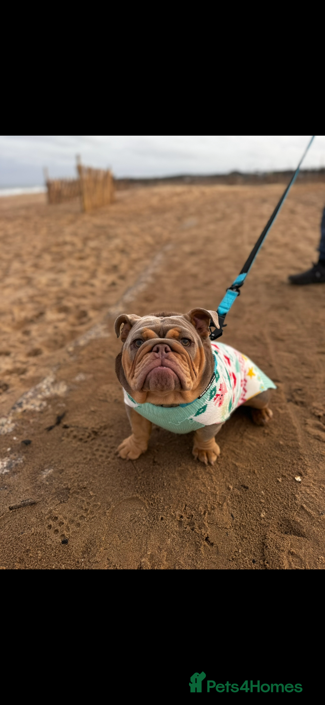 English Bulldog dogs for sale: English bulldog  - Image 4