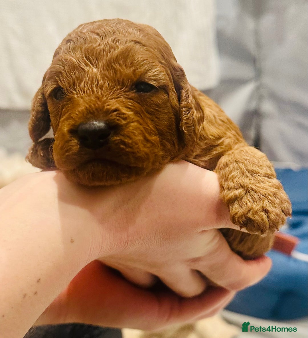 Cavapoo dogs for sale: A Premium litter of F1B Toy Cavapoo Puppies  - Advert 20