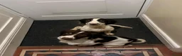 English Springer Spaniel dogs for sale: KC Registered Springer Spaniels - Advert 1