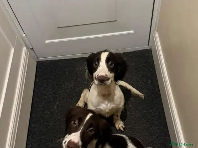 English Springer Spaniel dogs for sale: KC Registered Springer Spaniels - Advert 1