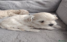 Poochon dogs for sale: 4 Girls Poochon white/Beige 2 reserved 2 avaliable - Image 9