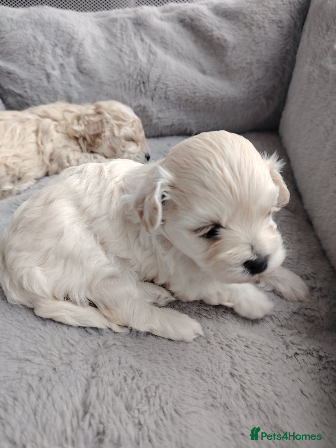 Poochon dogs for sale: 4 Girls Poochon white/Beige 2 reserved 2 avaliable - Image 9