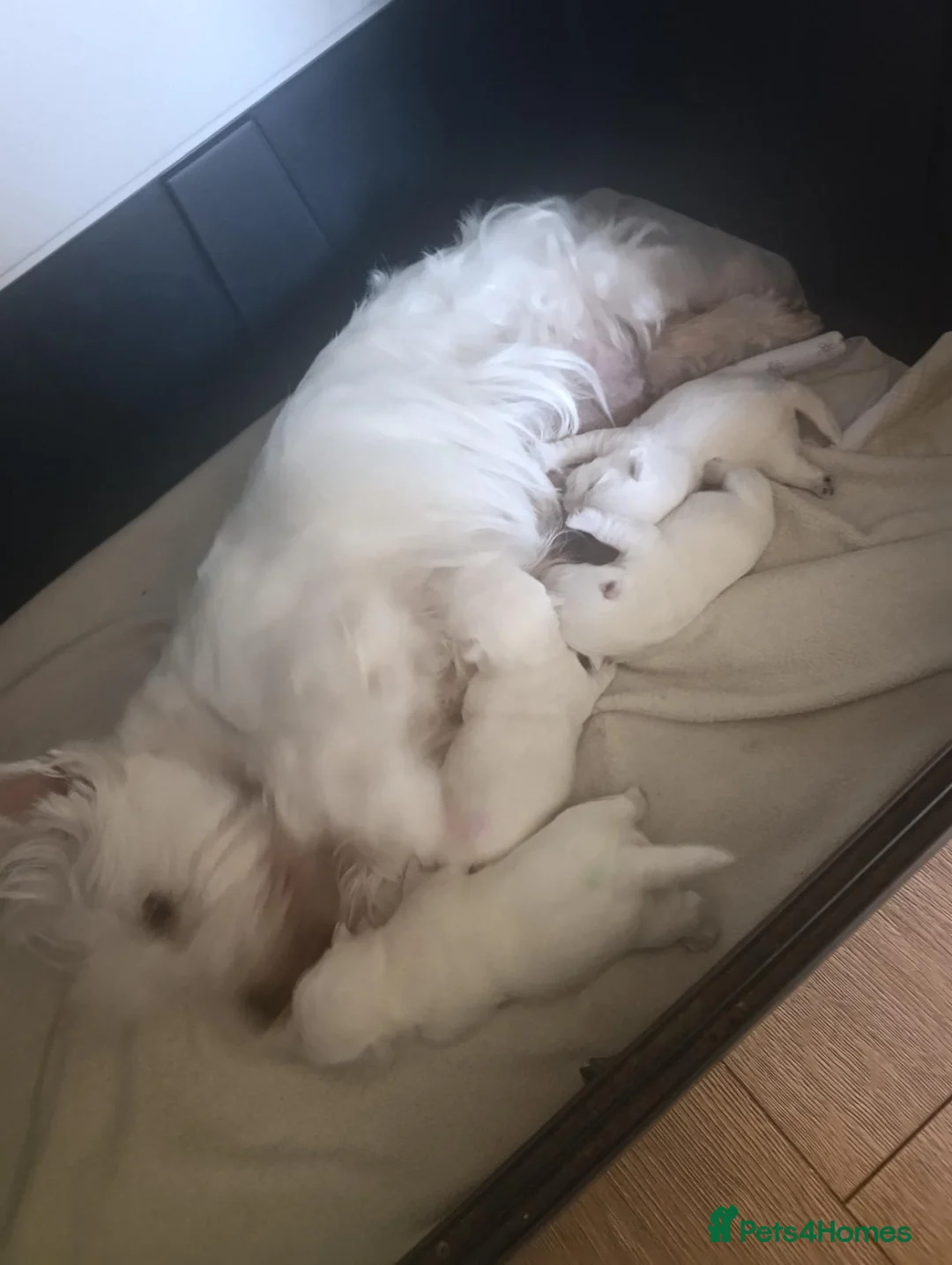 West Highland Terrier dogs for sale: RKC Westies quality puppies for sale  - Advert 14