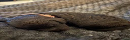 Cockapoo dogs for sale: Beautiful F2 puppies available to view and reserve - Advert 13