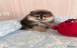 Pomeranian dogs for sale: Luxurious Tiny Pomeranian Puppies - Image 7