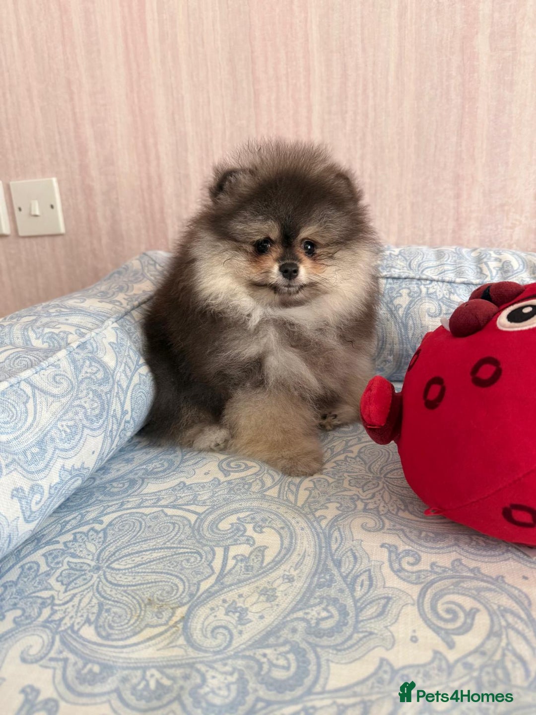 Pomeranian dogs for sale: Luxurious Tiny Pomeranian Puppies - Image 7