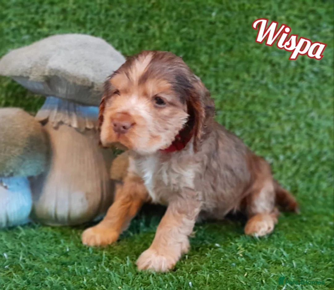 Cocker Spaniel dogs for sale: Stunning litter of Show Cocker Spaniel Puppies - Advert 4