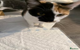 Mixed Breed cats for sale: Kittens - Image 6